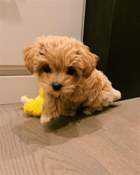 maltipoo puppies for sale bay area ca|reputable maltipoo breeders in california.